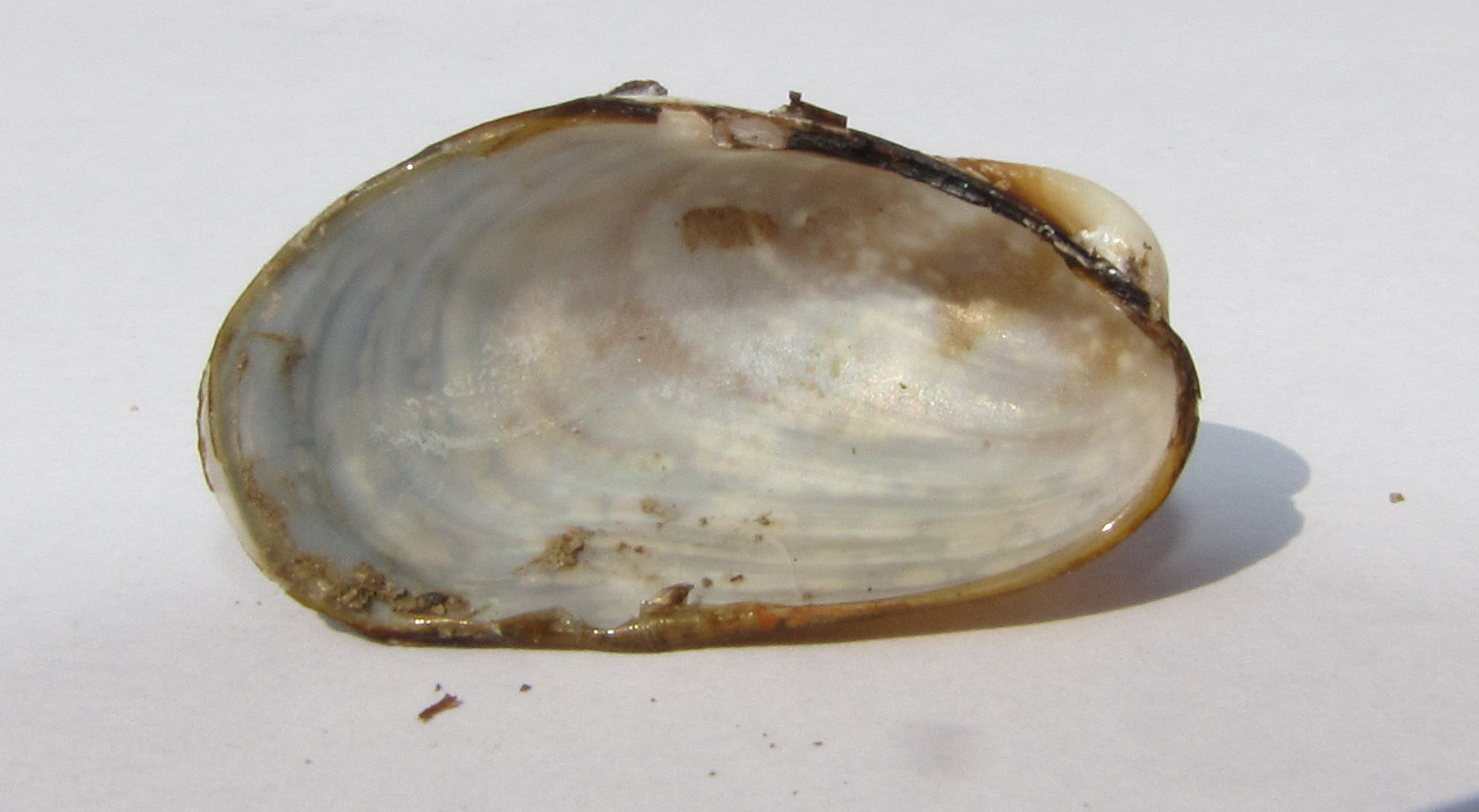 Modiolus adriaticus???